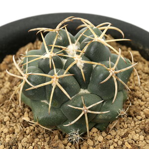 iAjT{e@Rt@^@ۉہi]EQ}j@3i1j