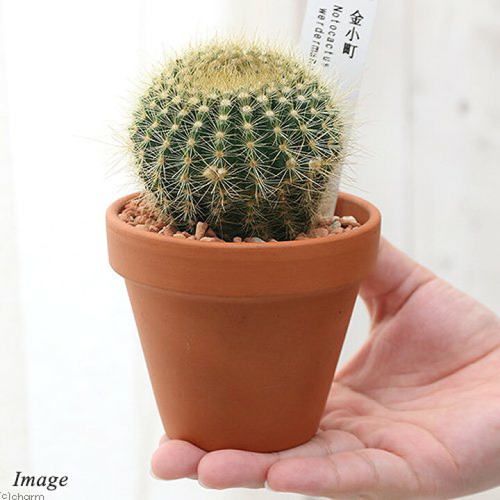 159円 ギフ 包装 観葉植物 サボテン ヒボタン 緋牡丹 オレンジ系 ２ ５号