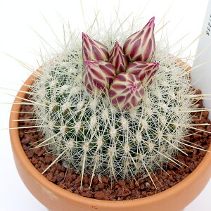 iAjfĔ@T{e@eJN^X@ہi^CnN}j@3i1j