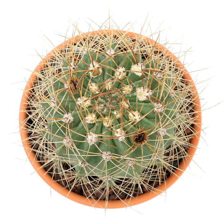 楽天市場 観葉植物 素焼鉢 サボテン アカントカリキウム 紫盛丸 シセイマル 3号 1鉢 Charm 楽天市場店 楽天市場 観葉植物 素焼鉢 サボテン アカントカリキウム 紫盛丸 シセイマル 3号 1鉢 Charm 楽天市場店