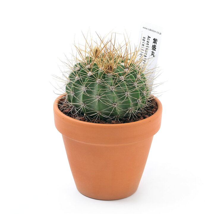 楽天市場 観葉植物 素焼鉢 サボテン アカントカリキウム 紫盛丸 シセイマル ３号 １鉢 Charm 楽天市場店