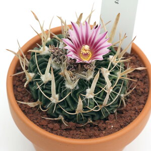 iAjfĔ@T{e@GLmtHXJN^X@kʁi`a~_}j@3i1j