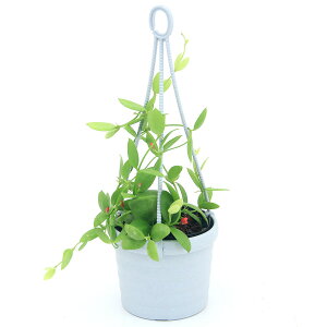 iϗtAjfBXLfBA@JK[|Pbg@݂蔫^Cv@2D5`3i1j