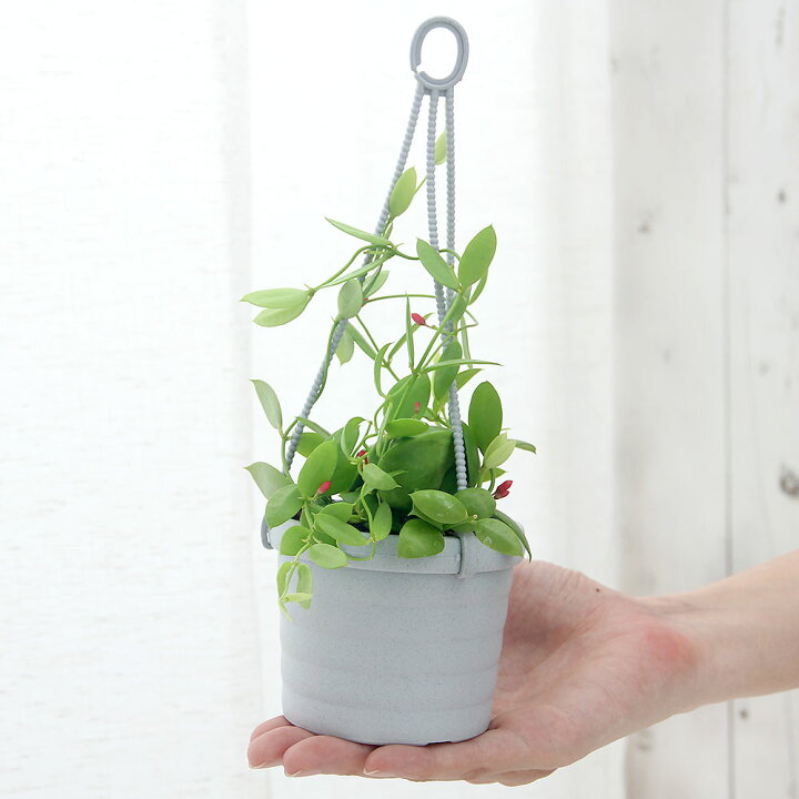 楽天市場 観葉植物 ディスキディア カンガルーポケット ２ ５ ３号 吊り鉢 １鉢 北海道冬季発送不可 Charm 楽天市場店