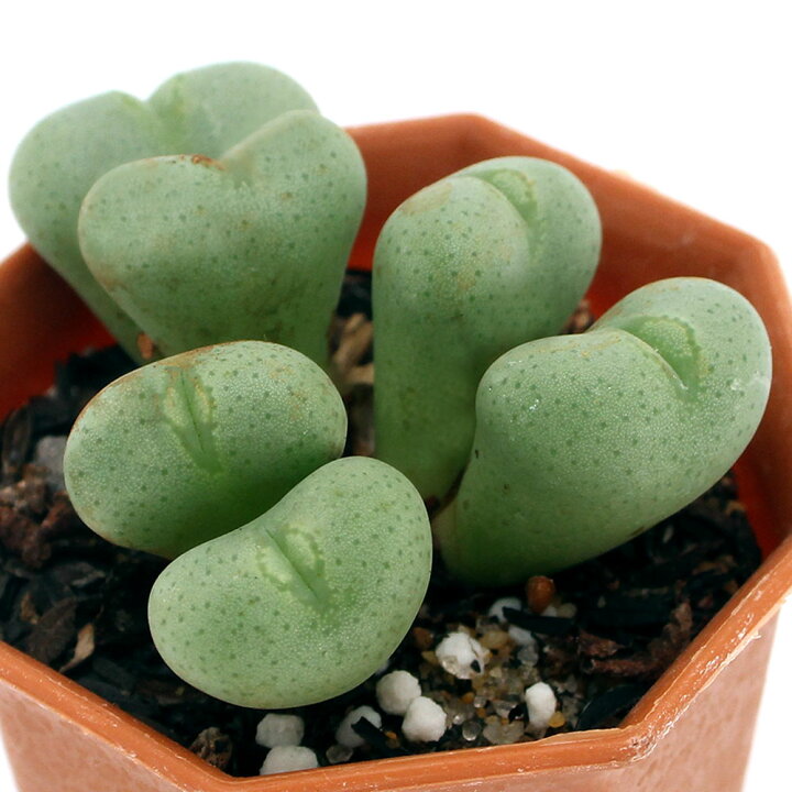 メセン 多肉植物 お任せ30苗 リトープス 77 Off リトープス