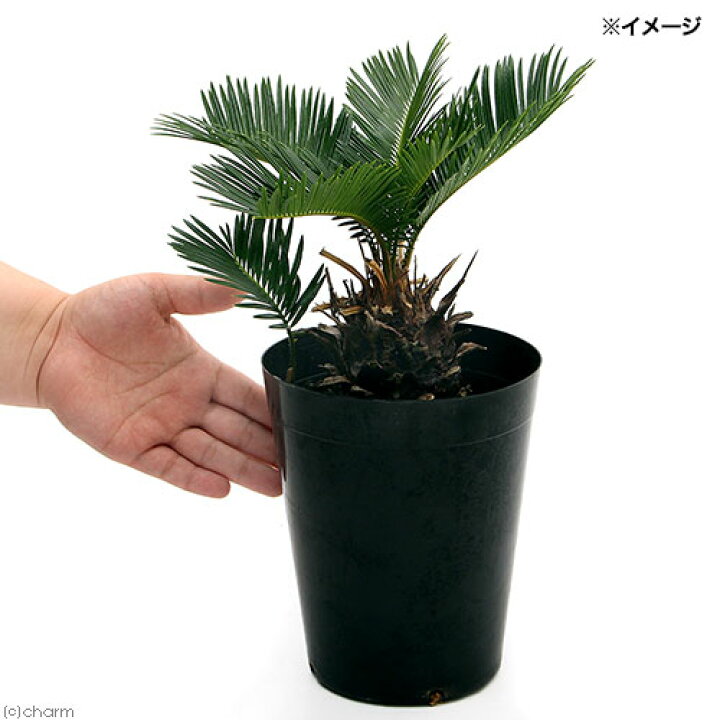 楽天市場 観葉植物 サイカス ソテツ 蘇鉄 ５号 １鉢 北海道冬季発送不可 Charm 楽天市場店