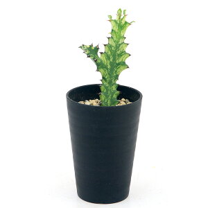 iAj[tHrA@NeA@NX^[^@CG[S[Xg@3D5i1j