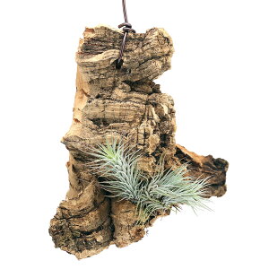 iϗtAjo[WRNvc@܂GA[vci3j