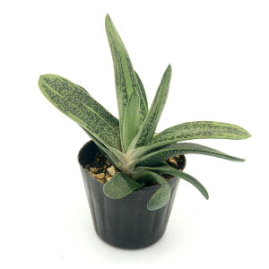 iAjKXeA@g[eB[@3`3D5i1|bgj