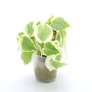 iϗtAj~jϗt@IAVXc@yy~A@ZyXi1cj