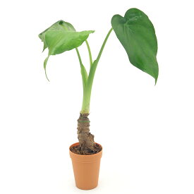 （観葉植物）アロカシア　ククラタ　シマクワズイモ　2号ロング（1鉢）【HLS_DU】