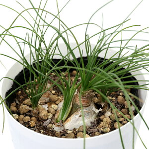 iAjAuJ@t~X@3i1j@P[vou