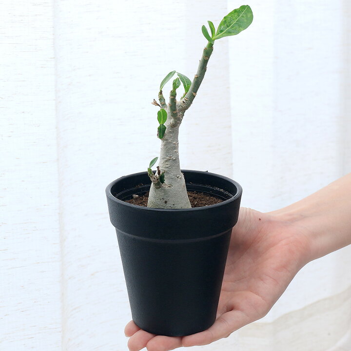 楽天市場 観葉植物 アデニウム オブスム ３ ３ ５号 １鉢 休眠株 コーデックス 北海道冬季発送不可 Charm 楽天市場店