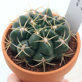 楽天市場 庭木 種類 植物 サボテン の通販