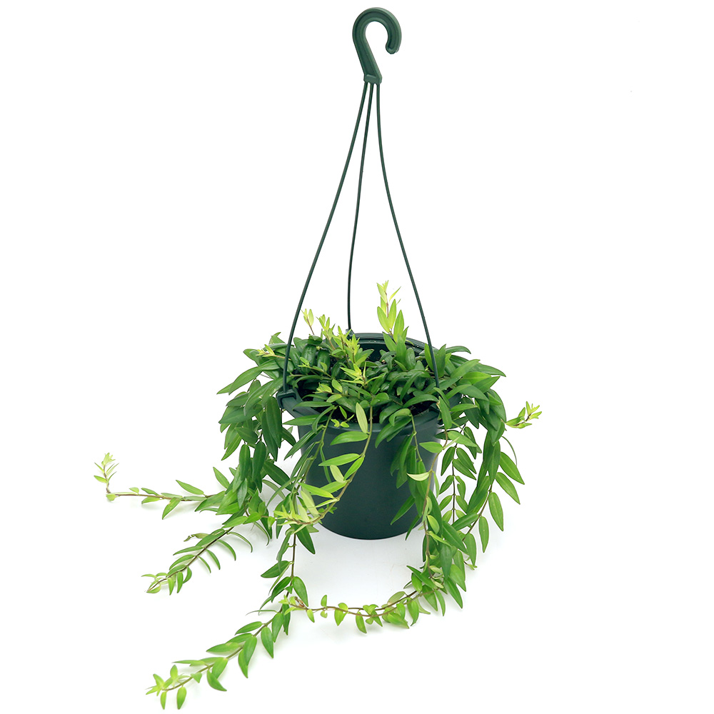 有名な高級ブランド （観葉植物）エスキナンサス ヤフロレピス 吊り鉢タイプ ５号（１鉢） 観葉植物