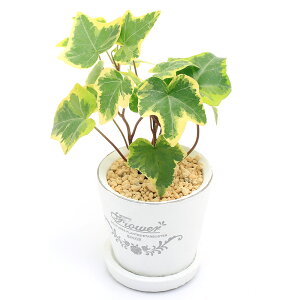 (観葉植物)ヘデラ(アイビー) 品種おまかせ フレグランドラウンドポットXXS植え(1鉢) 受皿付 鹿沼土 鉢植え おしゃれ 室内 プレゼント