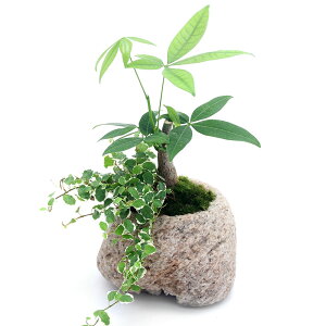 iϗtAjۖ~́@pLv~@RΐΔA@MTCYi1jہ@A@@@v[g