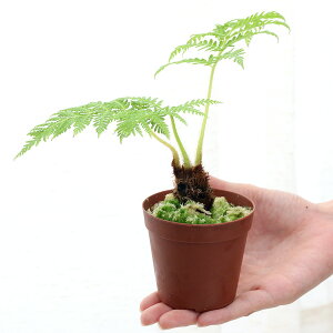 太古のロマン ヘゴに想いを馳せる Let S Green Life