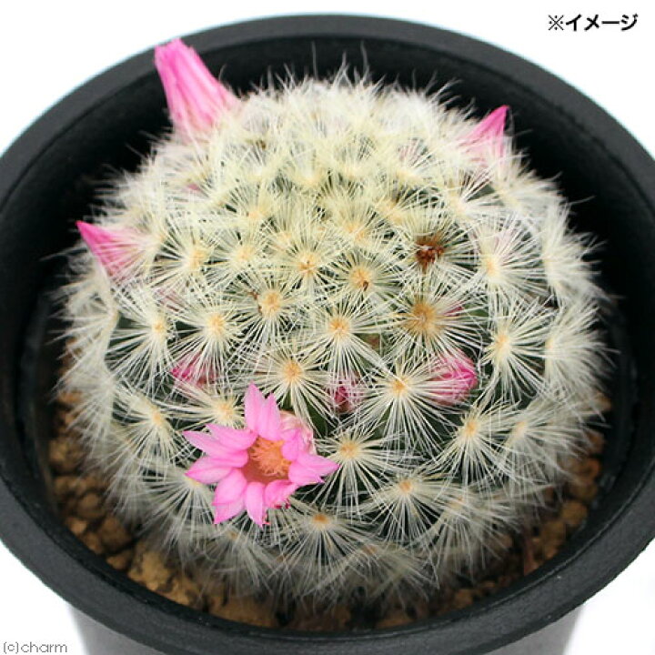 楽天市場 観葉植物 サボテン マミラリア カルメナエ ２ ２ ５号 １鉢 北海道冬季発送不可 Charm 楽天市場店