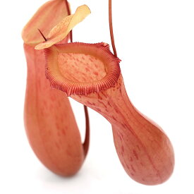 （食虫植物）ウツボカズラ　ネペンテス　ベントリコーサ　吊り鉢タイプ　4～5号（1鉢）【HLS_DU】