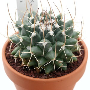 iAjfĔ@T{e@}~A@uJVX@3i1j