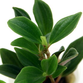 楽天市場 苗 多肉植物 種類 植物 ペペロミア の通販 楽天市場 苗 多肉植物 種類 植物 ペペロミア の通販