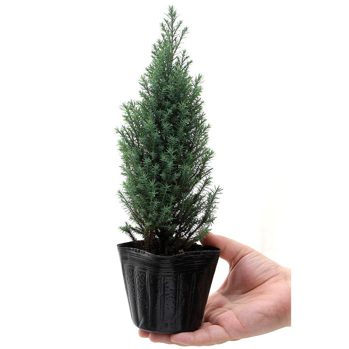 楽天市場 観葉植物 コニファー シルバースター ３号 ５ポット 北海道冬季発送不可 Charm 楽天市場店