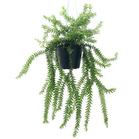 （観葉植物）シダ　リコポディウム　フペルジア　グリーンゴエベリー　吊り鉢タイプ　5号（1鉢）【HLS_DU】