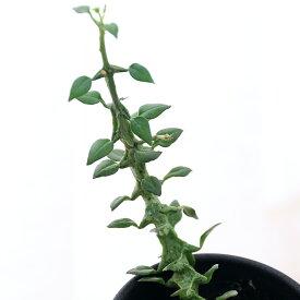 （観葉植物）セロぺギア　シモネアエ　バンピー　グリーンフォーム　2．5～3号（1鉢）【HLS_DU】