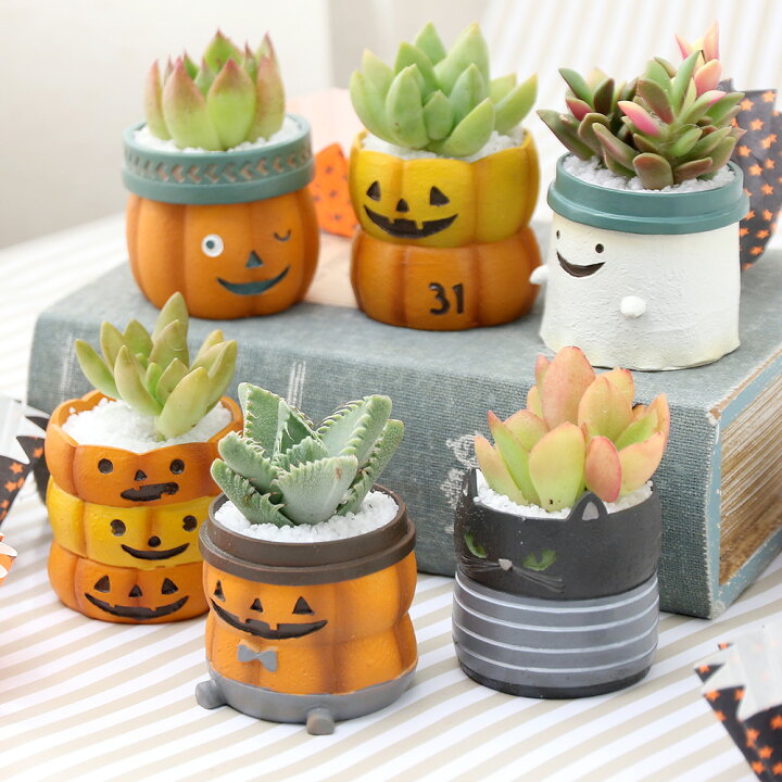 楽天市場】（観葉植物）多肉寄せ植え ハロウィン ミニポット（1鉢 