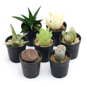 iAjlC̑A@5Zbg@i\LȂ@1i5j