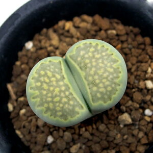 iAjg[vX@Εʁ@1A@2D5i1|bgj