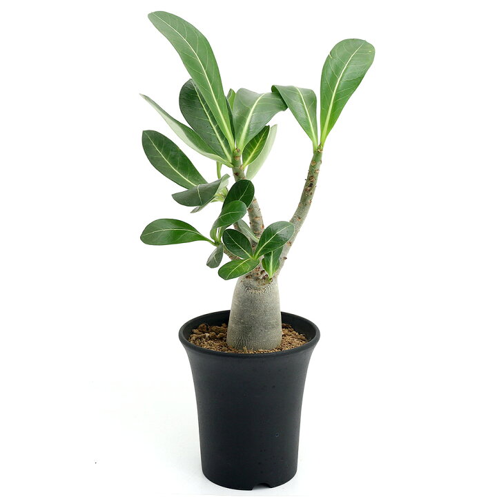 楽天市場】（観葉植物）アデニウム アラビカム 3〜3．5号（1 