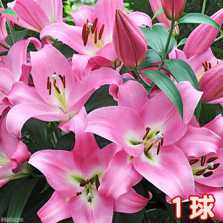 楽天市場 観葉植物 球根 ユリ 超特大ゆり 北海道産 テーブルダンス ピンクカサブランカ ３５ｃｍｕｐ １球 Charm 楽天市場店