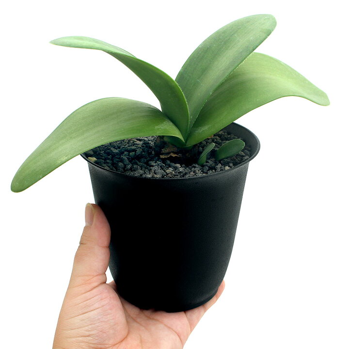 楽天市場 観葉植物 マユハケオモト ハエマンサス ３ ４号 １鉢 Charm 楽天市場店