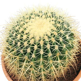 楽天市場 ハイポネックス サボテンの通販