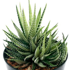 楽天市場 十二の巻 花 ガーデン Diy の通販