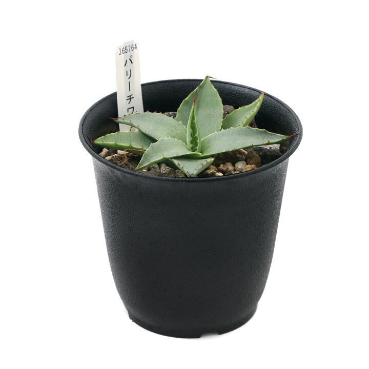 楽天市場 観葉植物 アガベ パリーチワワ 実生苗 ２ ５ ３号 １鉢 北海道冬季発送不可 Charm 楽天市場店