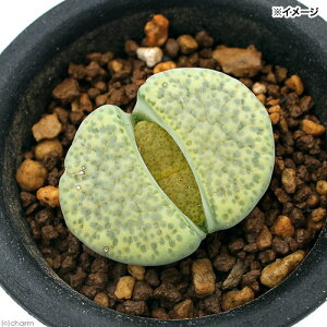 iAjing[vX@ʁ@2D5`3i1j