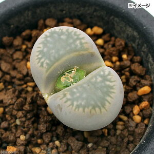 iAjg[vX@`ʁ@1A@2D5i1j