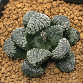 楽天市場 ハオルチア 種の通販