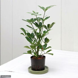 （観葉植物）ハイドロ苗9φ・Lサイズ　シェフレラ　コンパクタ（1ポット）【HLS_DU】