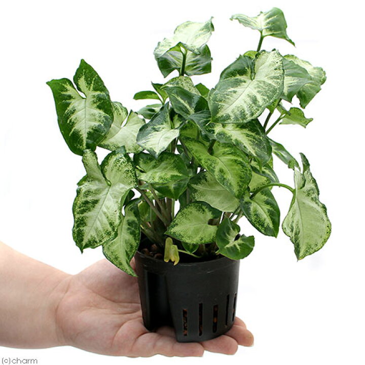 楽天市場 観葉植物 ハイドロ苗９f ｌサイズ シンゴニウム ピクシー １ポット Charm 楽天市場店