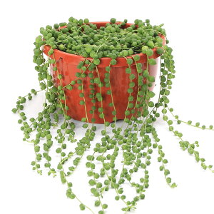 観葉植物 グリーンネックレス 6号の人気商品 通販 価格比較 価格 Com
