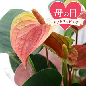 生花 アンスリウム ピンクの人気商品 通販 価格比較 価格 Com