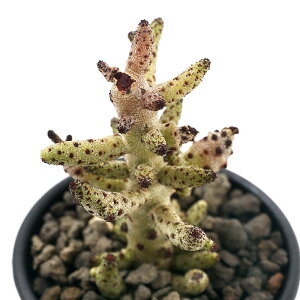 iAj`Rh@ubRWAkX@STCY@2D5`3i1j