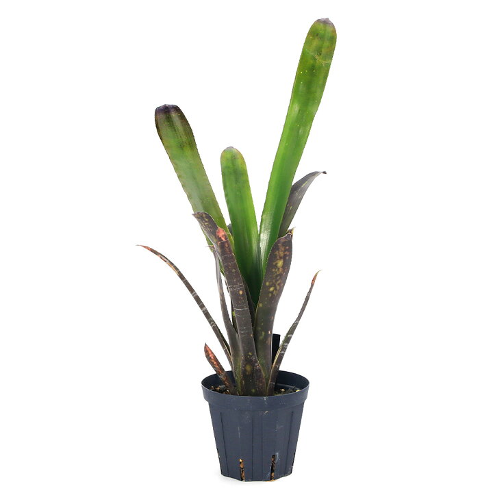 楽天市場】（観葉植物）ビルベルギア ハレルヤ 3〜4号（1株 