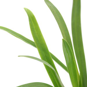 楽天市場 観葉植物 洋ラン モンキーオーキッド ドラキュラ ジャネティアエ ２ ５ ３号 １ポット 沖縄別途送料 Charm 楽天市場店