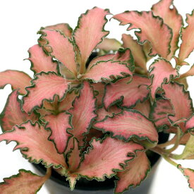 楽天市場 ピンク 葉の通販