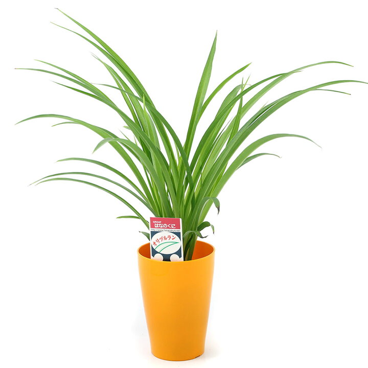 楽天市場 観葉植物 オリヅルラン 斑無し ４号 １鉢 Charm 楽天市場店